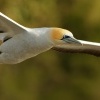 Terej australsky - Sula serrator - Australian Gannet - takapu 9836